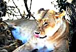 6 Days Southern Tanzania Safari safari image 2